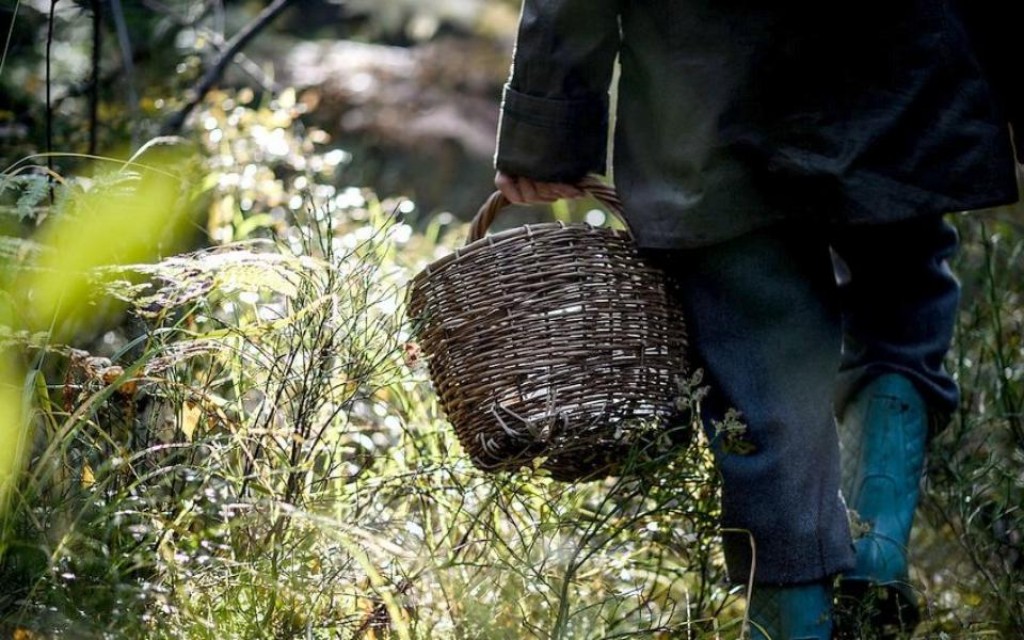 Ушел за грибами и пропал – в Каркаралинске нашли пропавшего туриста