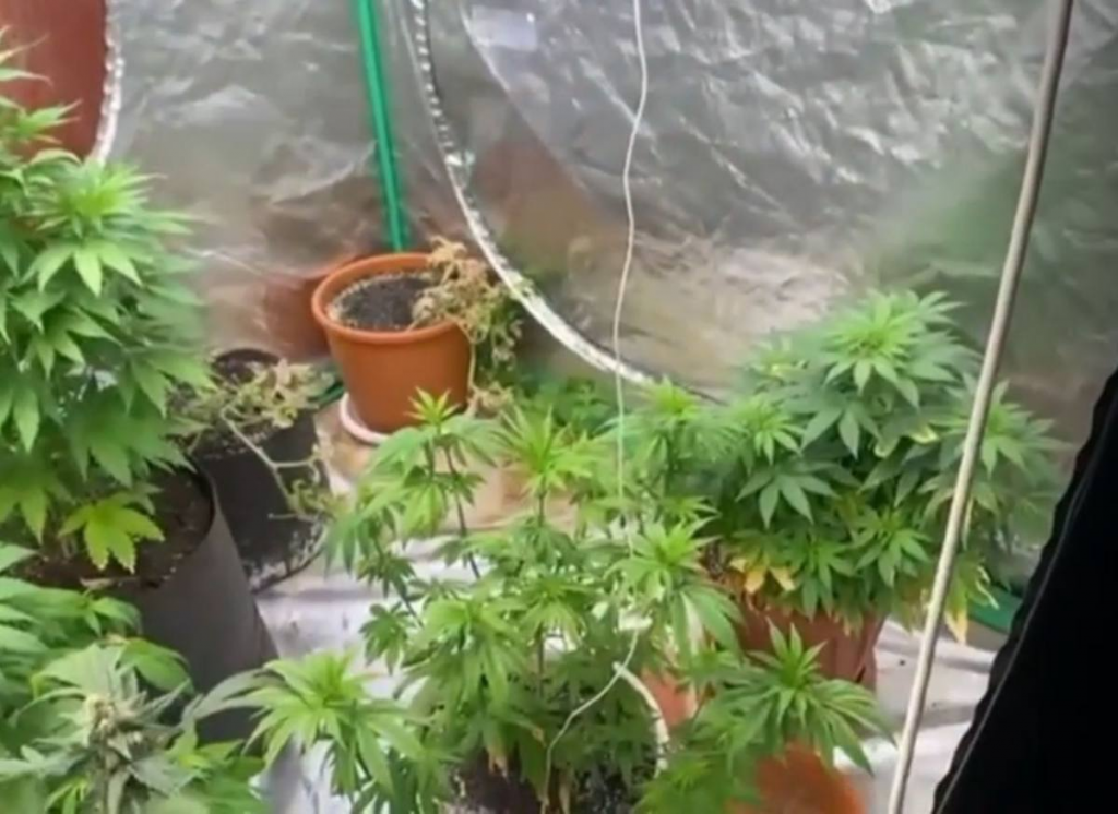 Полиция выявила факт выращивания конопли в квартире в Карагандинской области