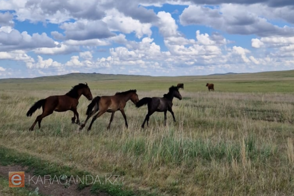Нұра ауданында жылқыларды атудың жаңа мәліметтері