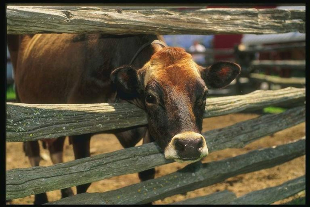 В Карагандинской области эпидситуация с бруцеллезом остается нестабильной