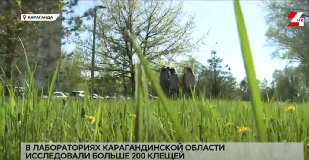 Больше 200 клещей исследовали в лабораториях Карагандинской области