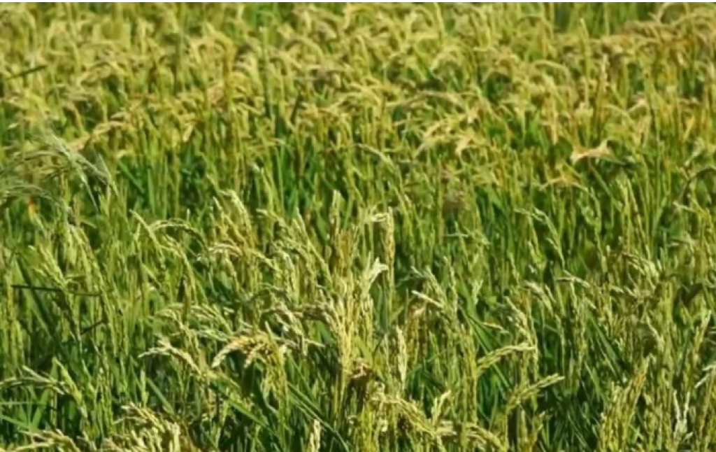 В Казахстане выведен новый сорт риса, потребляющий меньше воды