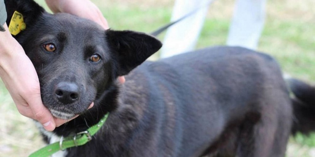 В Караганде частично определены поставщики услуг для реализации Закона «Об ответственном отношении к животным»