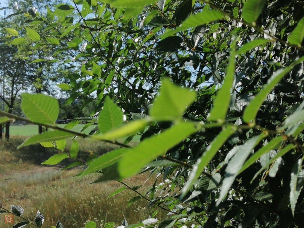 Тёплый день после дождей: погода в Караганде и области 21 августа