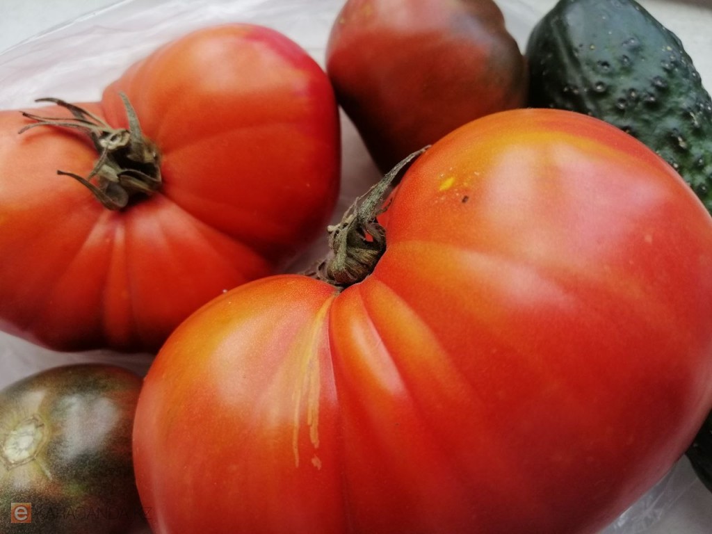 Карантинный вирус в семенах томата из России выявлен в Карагандинской области