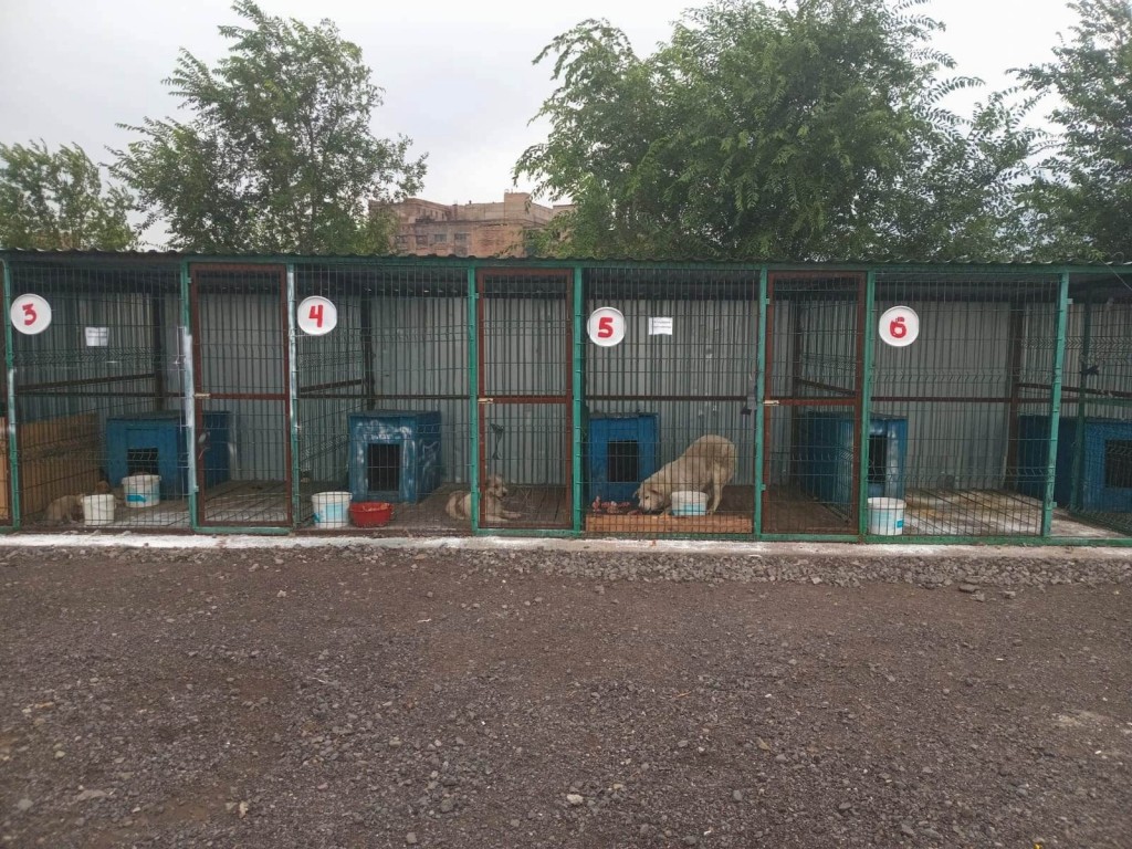 В Темиртау через программу «ОСВВ» прошло 103 бездомных собаки