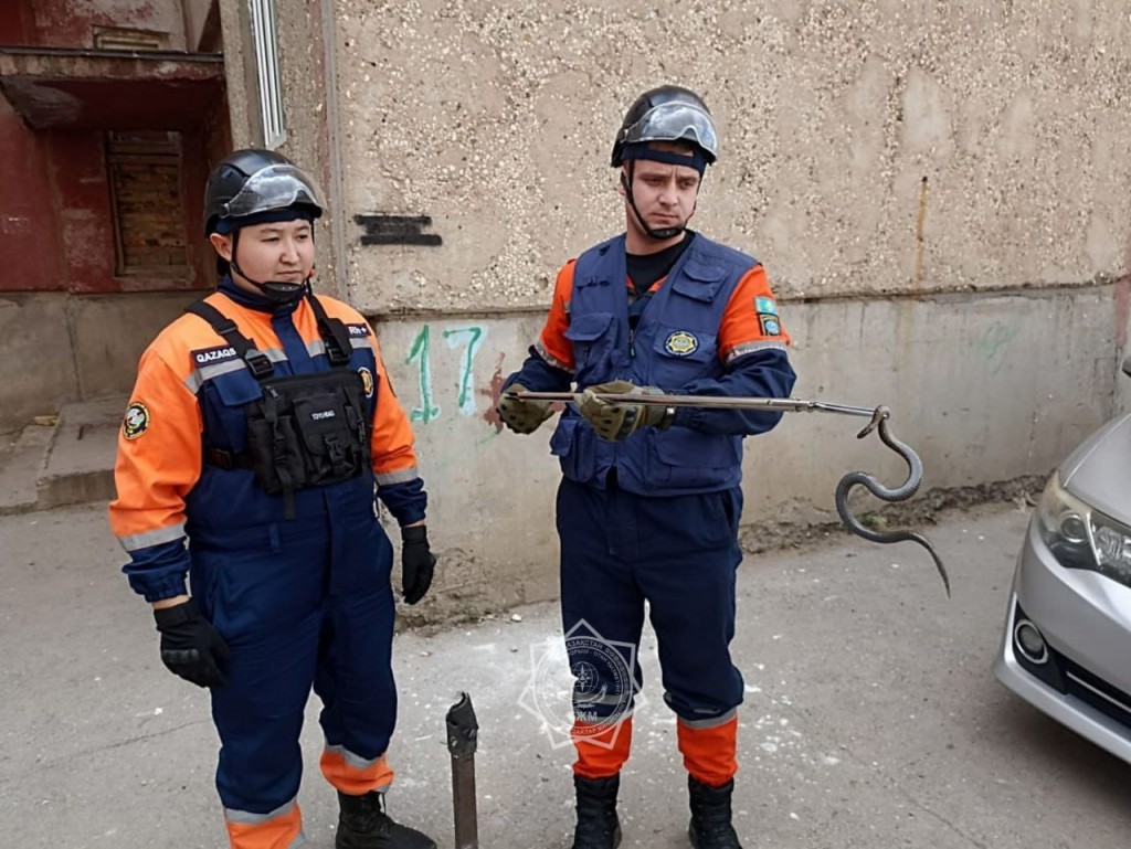 Спасатели поймали змею вблизи жилого дома в Абае