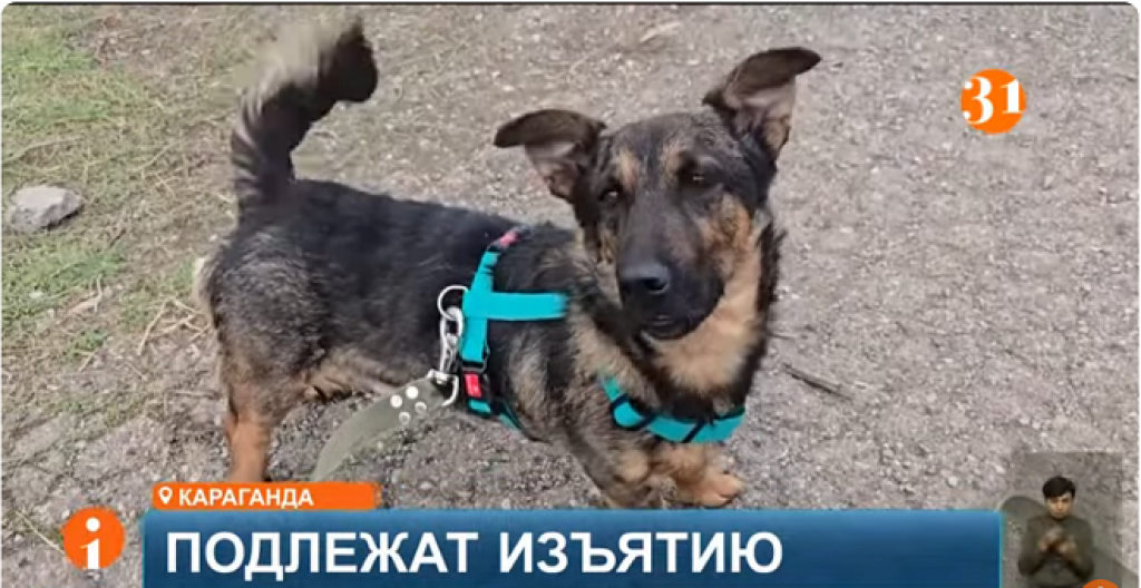 Новая поправка в закон об ответственном обращении с животными встревожила владельцев собак