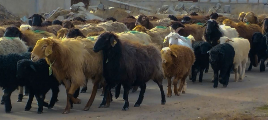 Во сколько обойдется жертвоприношение на Курбан айт