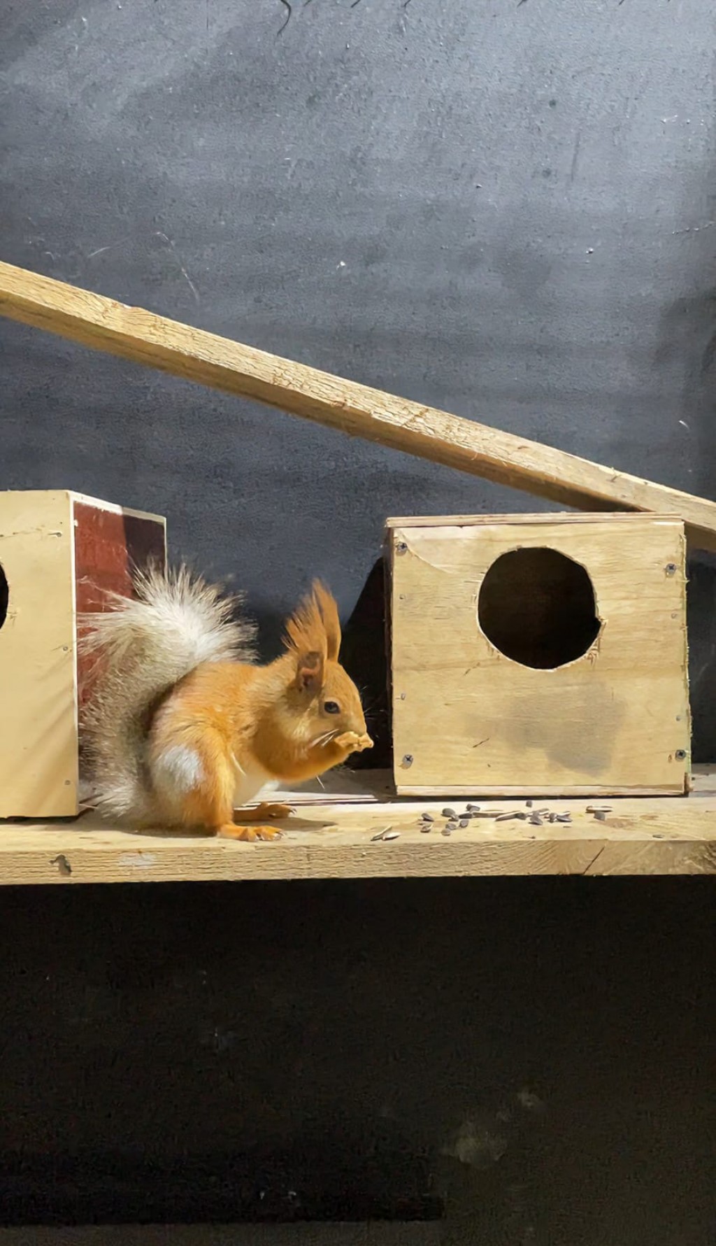 Карагандинский зоопарк купил десять белочек