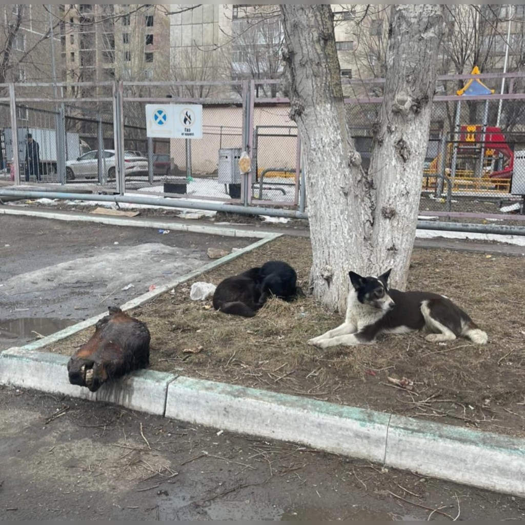 В Караганде посреди двора обнаружили лошадиную голову