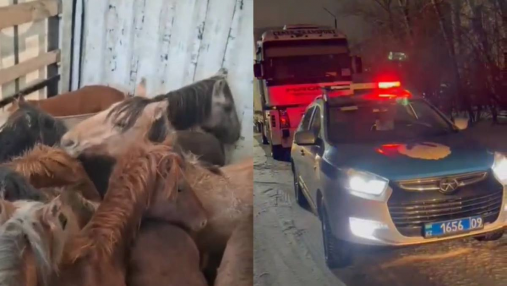 Скотокрада задержала полиция на блокпосту в Темиртау