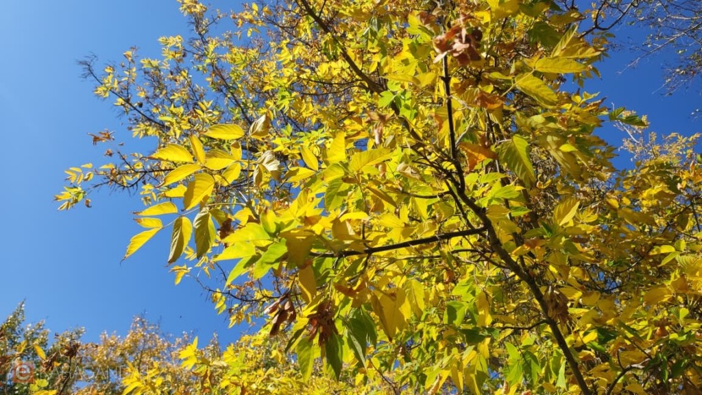 В Караганду пришла золотая осень