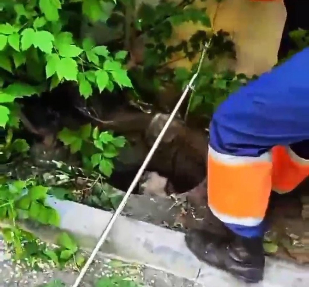 В Караганде спасатели вытащили двух собак из открытого колодца