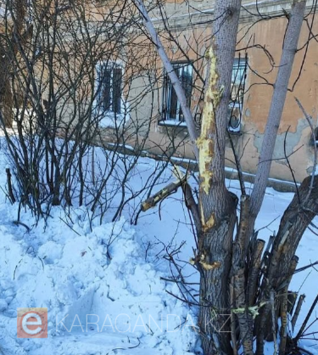 В Караганде во время уборки дорог страдают деревья