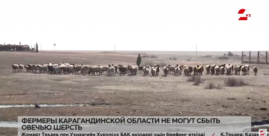 Фермеры Карагандинской области не могут сбыть овечью шерсть