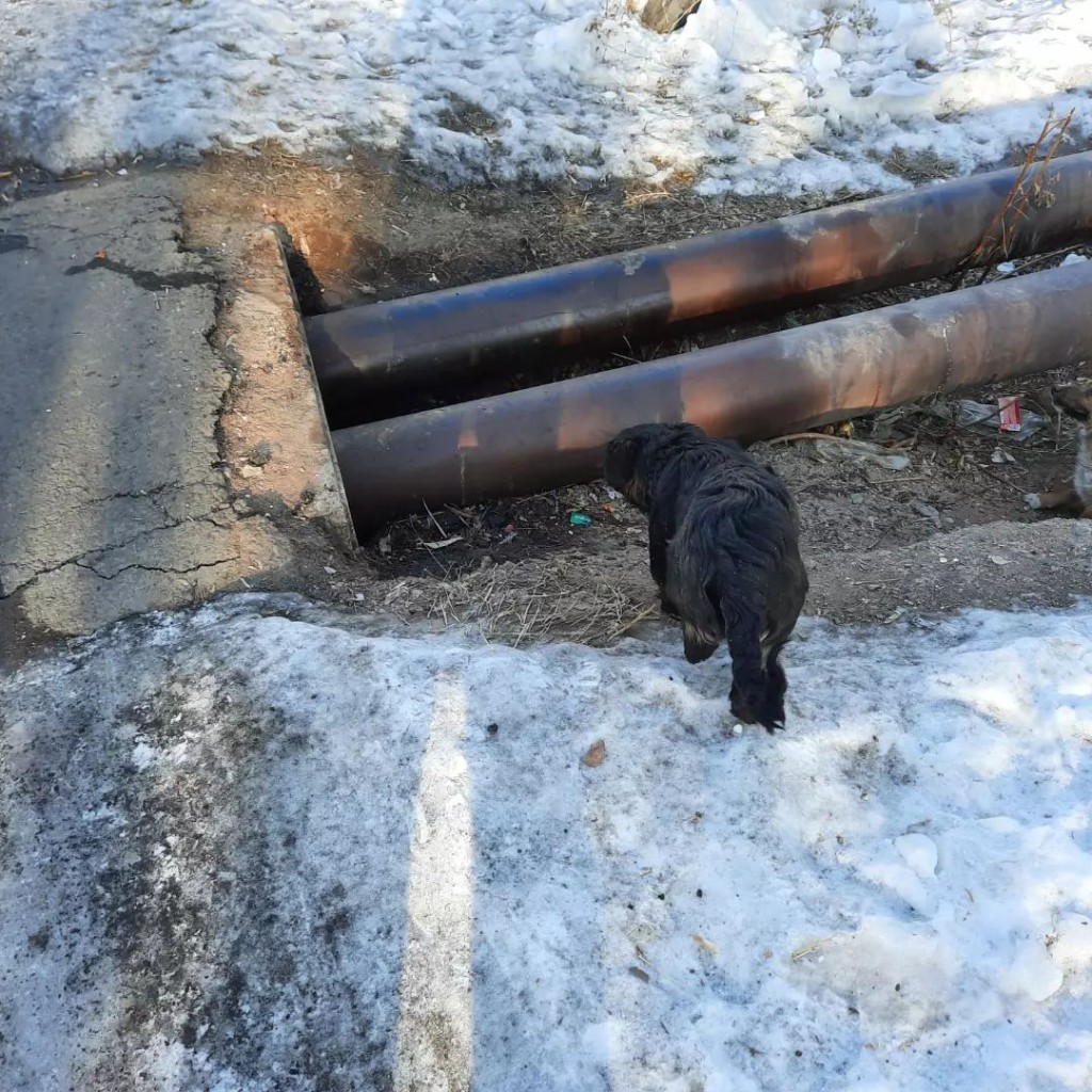 В 18-м микрорайоне щенков пытались 