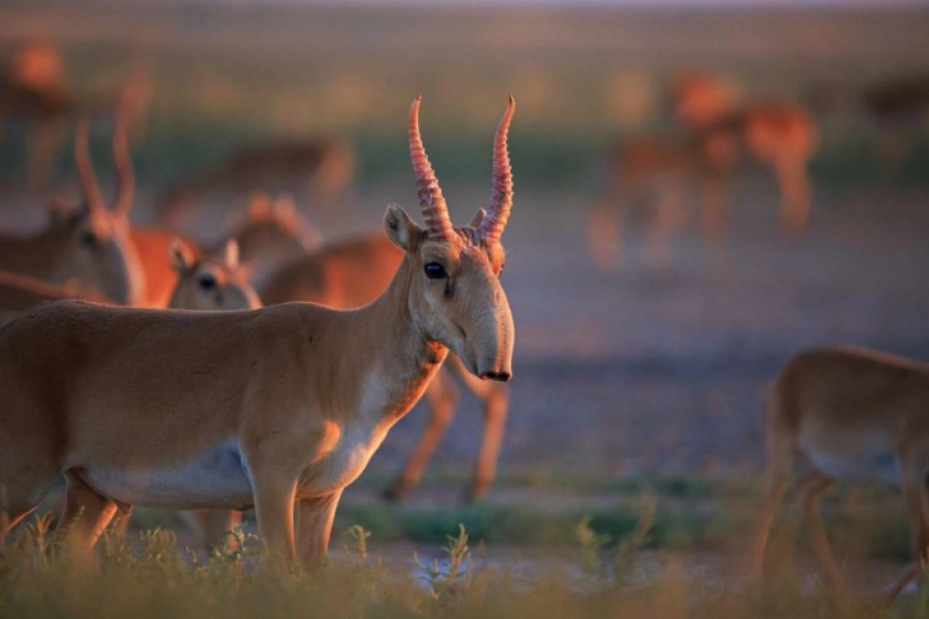 Министр Сапаров не рискнул попробовать мясо сайгака, хотя оно уже появилось в магазинах