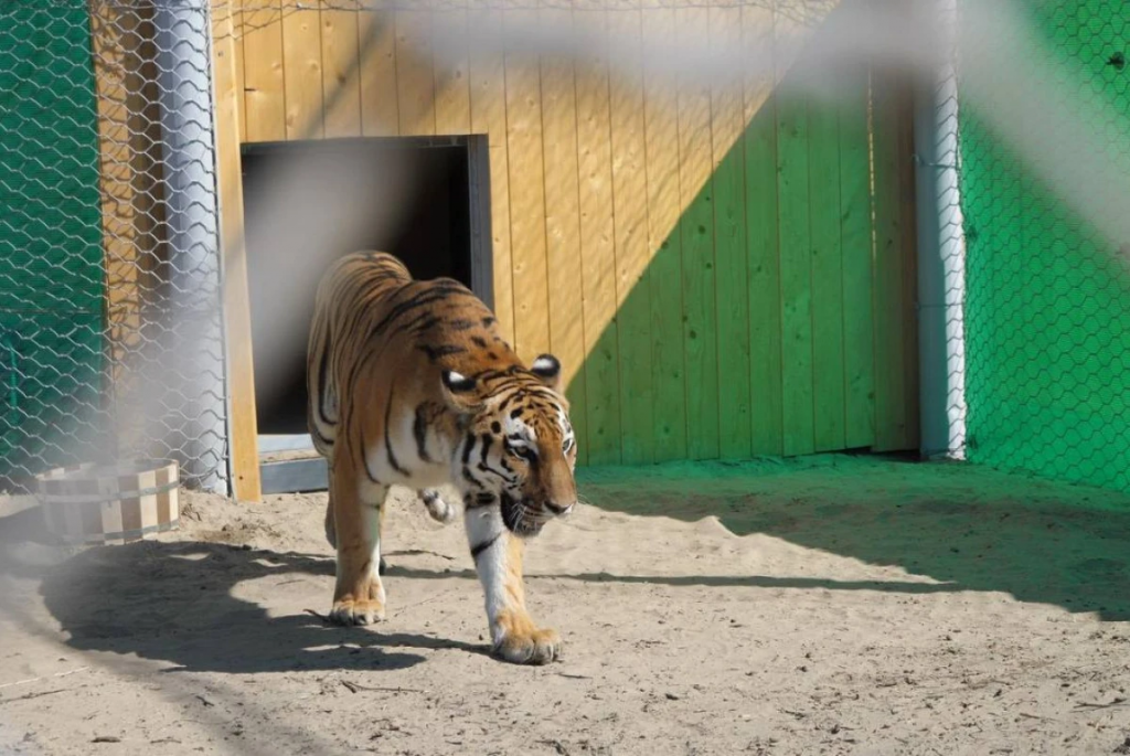 Как амурские тигры переживают зиму в Казахстане