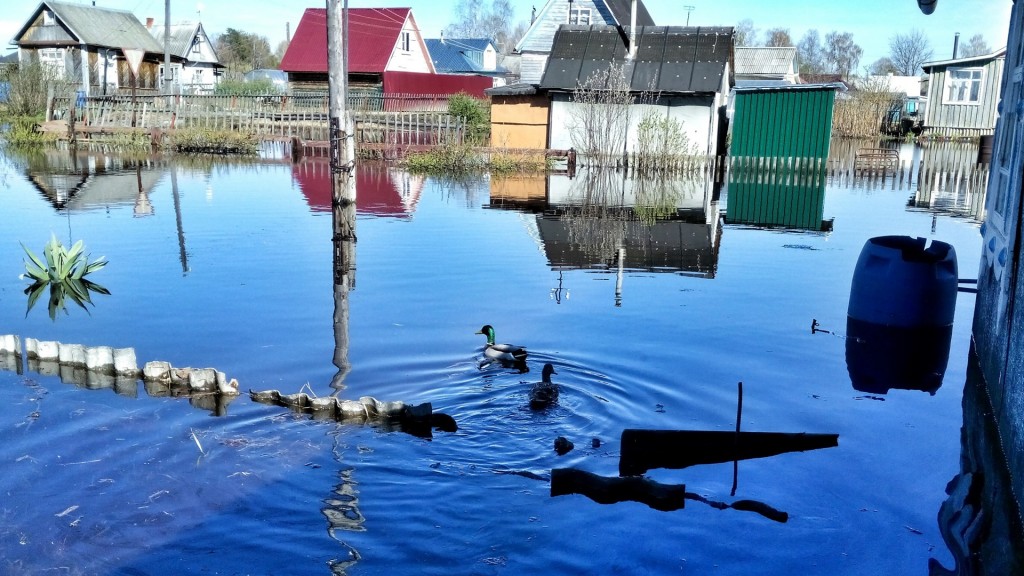 Кишечные инфекции и дизентерия – какие вирусы приносят паводки
