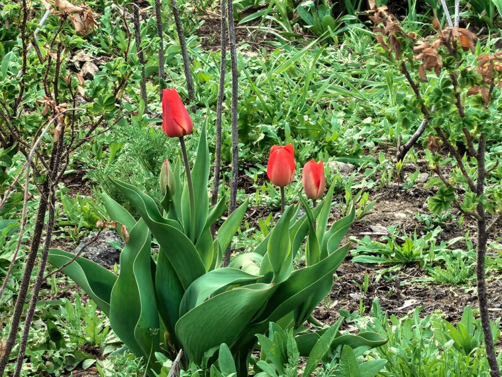 Центральный парк Караганды после дождя. Фоторепортаж