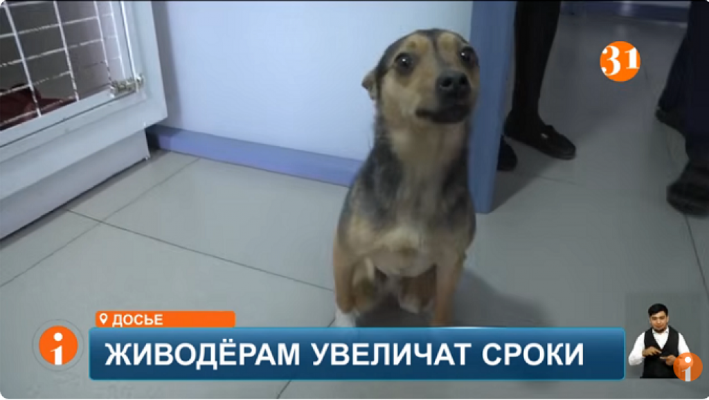 В Казахстане ужесточают наказание за жестокость к животным