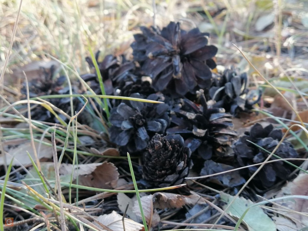 Қарағандыда жылы, бірақ желді күн күтілуде: 30 сәуірге болжам