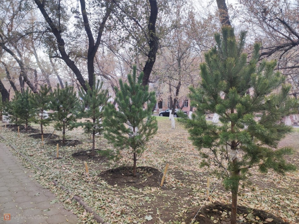 Қарағандыдағы Назарбаев даңғылына 50 жас шырша отырғызылды