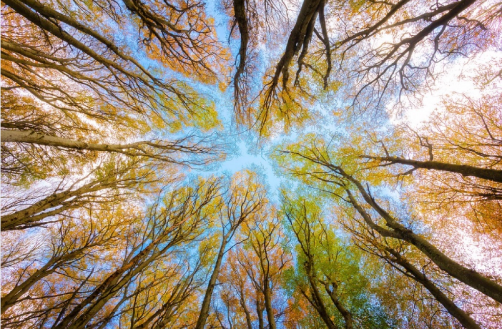 Спасателям удалось найти заблудившуюся в лесу пожилую карагандинку