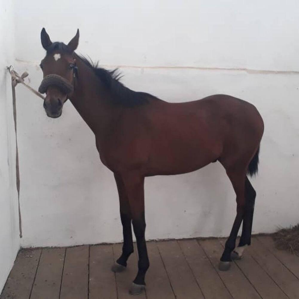 В Карагандинской области сельчане похитили и пустили на убой чистокровного англо-арабского скакуна