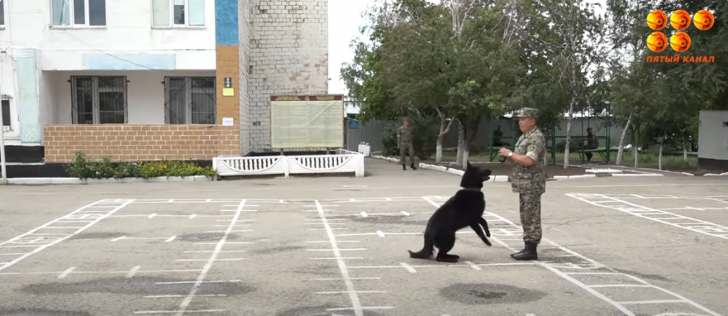 Карагандинская воинская часть заняла первое общекомандное место в республиканских соревнованиях среди кинологов