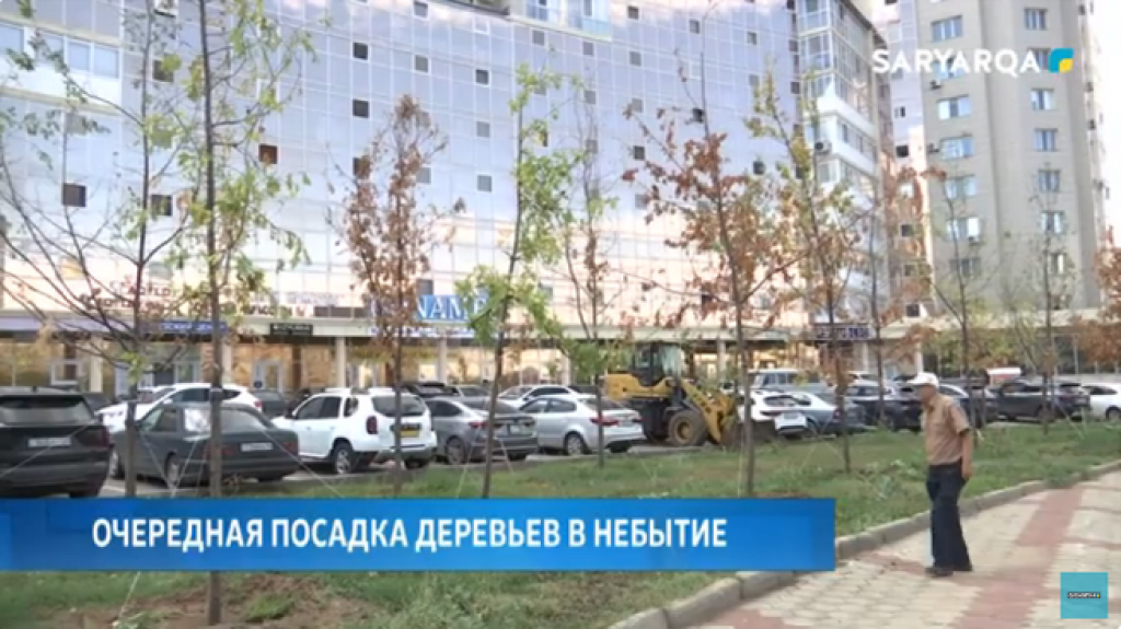 Очередная посадка деревьев в небытие: саженцы дубов на проспекте Республики начали высыхать