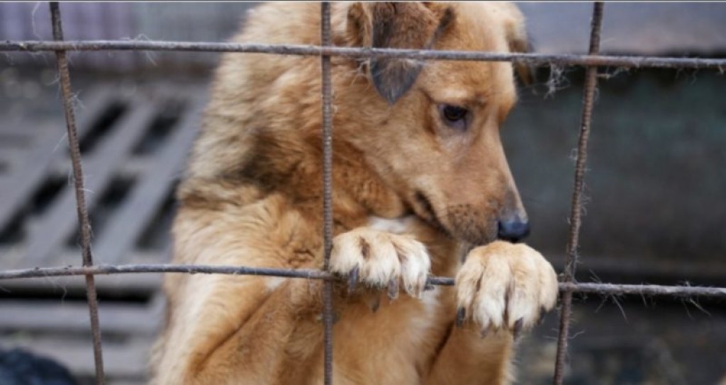 Карагандинские зоозащитники отреагировали на слова депутатов о выгоде усыпления бездомышей
