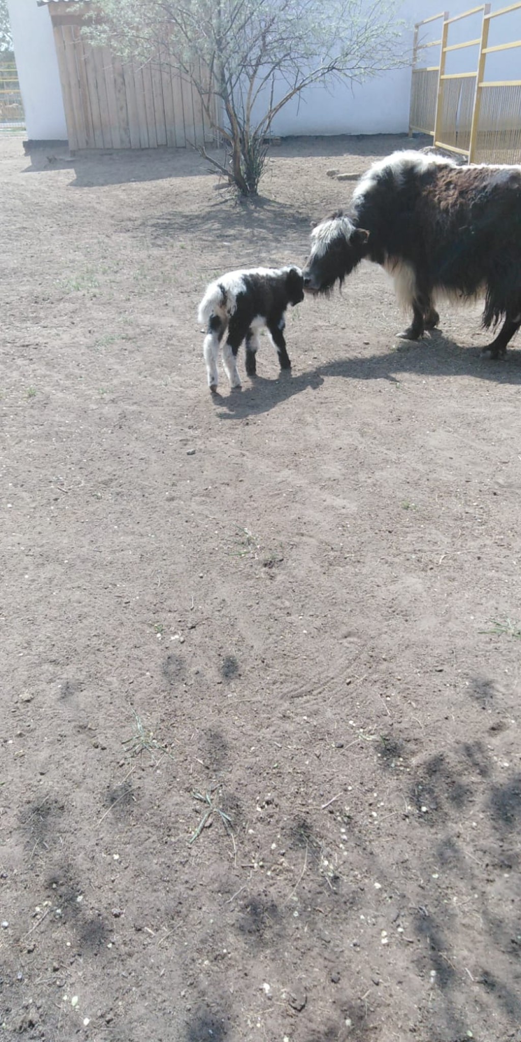 Какие животные родились этой весной в карагандинском зоопарке