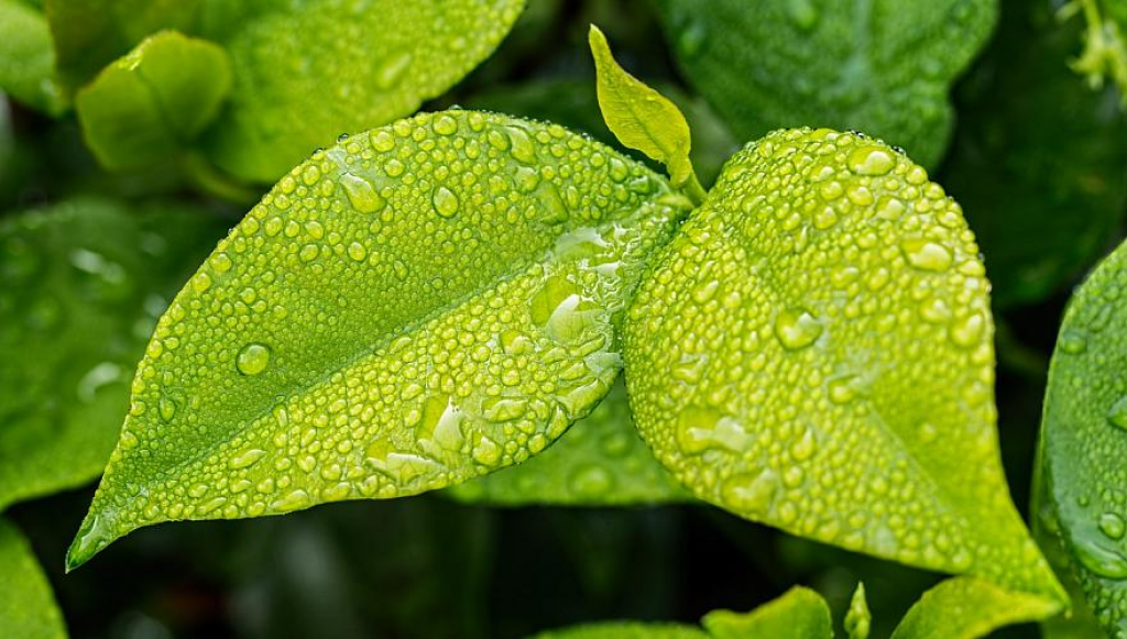 Спад жары ожидается в ближайшие три дня в большинстве регионов Казахстана