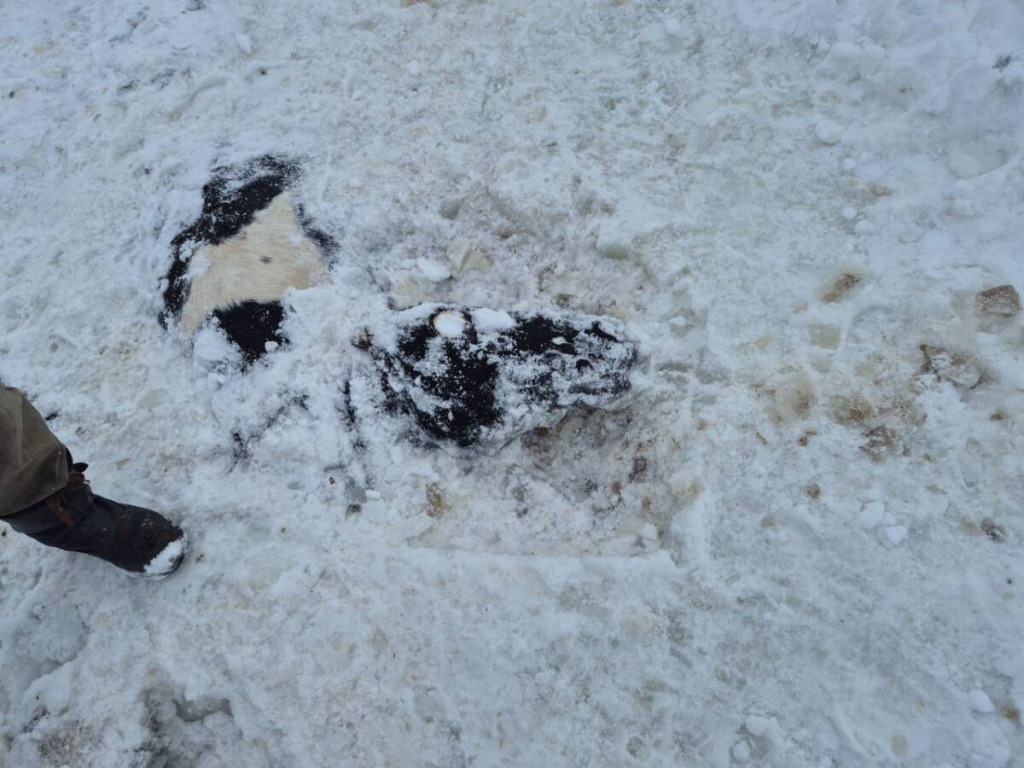 Пропавшие лошади найдены под ледяной водой в Карагандинской области