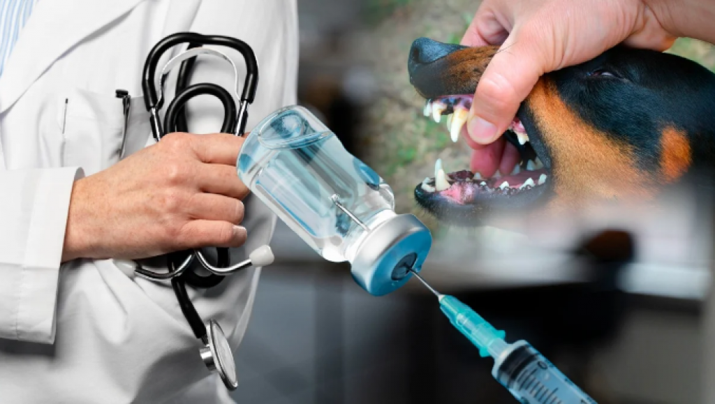 Қазақстанда қаңғыбас иттің шағуынан зардап шеккен залалды кім өтейді