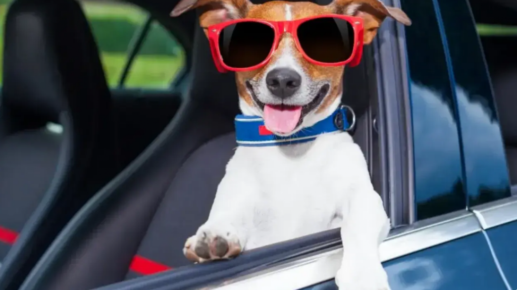 Как перевозить в машине собак, кошек, хомяков и змей, рассказали в КазАвтоЖоле