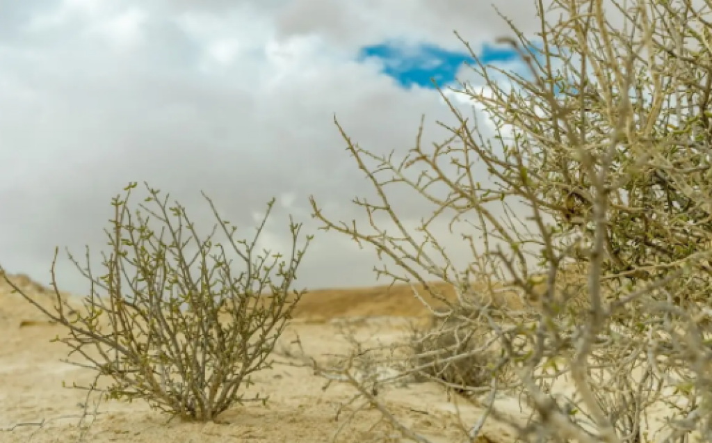 В Казахстане увеличивается площадь территорий, которым грозит засуха в июле