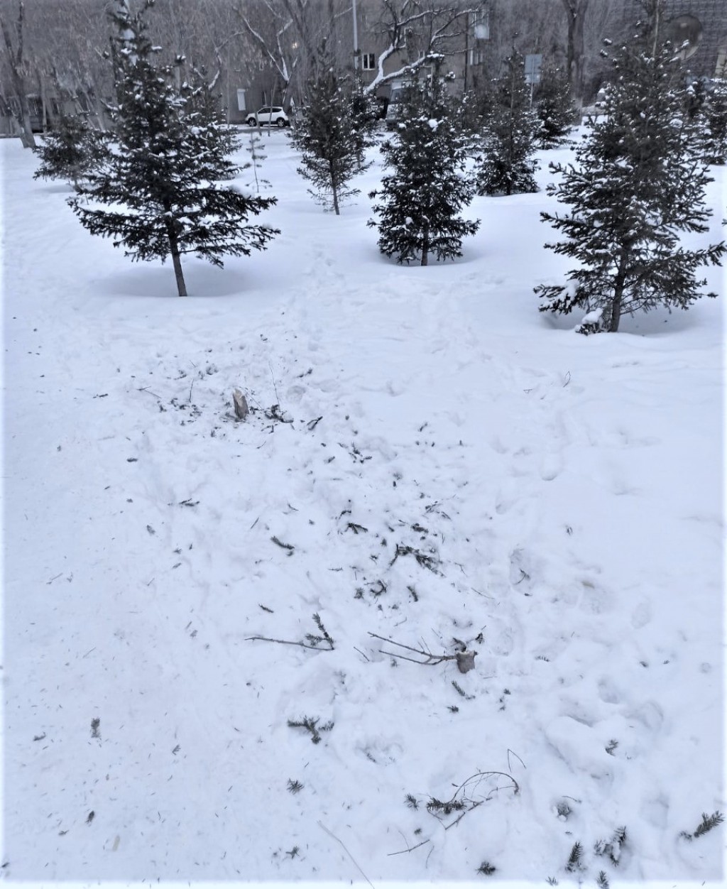 В карагандинском сквере неизвестные срубили несколько ёлок