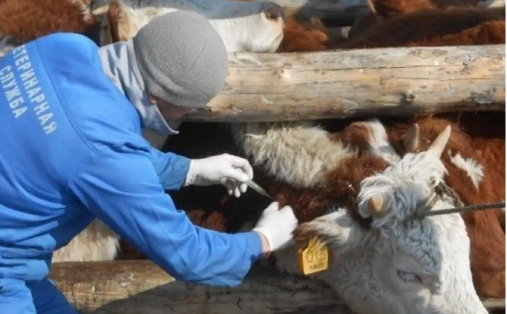 Кто должен финансировать ветеринарию в Казахстане