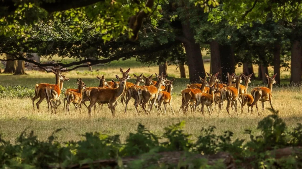В Казахстане обсуждают правила расследования гибели редких животных