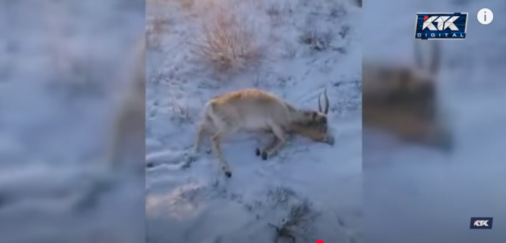 Туши сайгаков находят в Карагандинской и Улытауской областях
