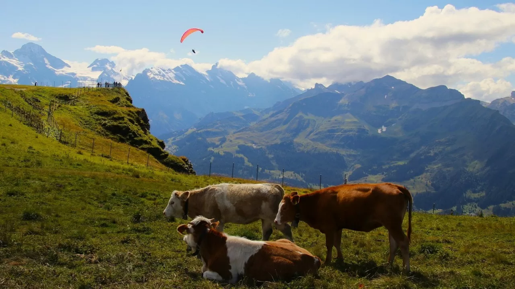 Мясо может стать недоступным в Казахстане
