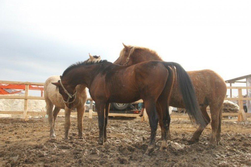 Разобраться с причинами гибели лошадей в селе Тортколь поручил аким Карагандинской области