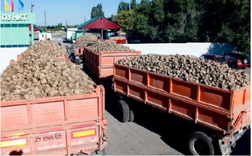 Қазақстанда биыл қант қызылшасының рекордтық өнімі күтілуде