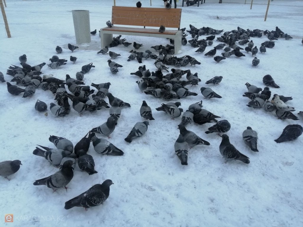 Погода на 10 февраля в Караганде и области: снег и усиление ветра