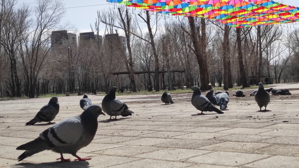 Как Центральный парк Караганды просыпается после зимы. Фоторепортаж