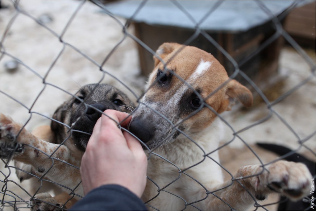 Как работают над созданием городского приюта для бездомных животных в Темиртау