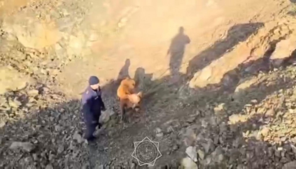 В Карагандинской области спасли упавшего в карьер теленка